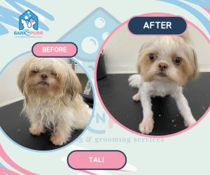 Read more about the article Pet Grooming around paranaque