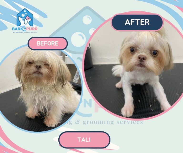Read more about the article Pet Grooming around paranaque