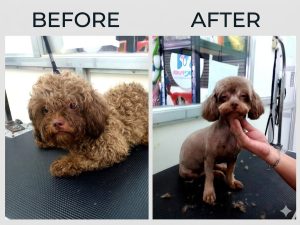 Read more about the article From Fluff Monsters to Fresh Pups: 2 Amazing Grooming Makeovers!