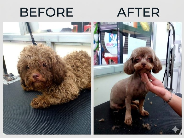 Read more about the article From Fluff Monsters to Fresh Pups: 2 Amazing Grooming Makeovers!